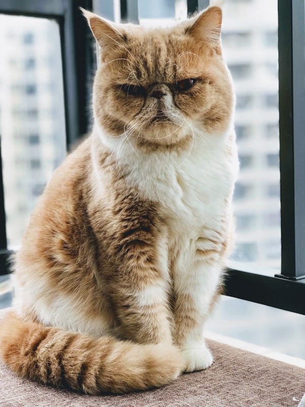 발리니즈
