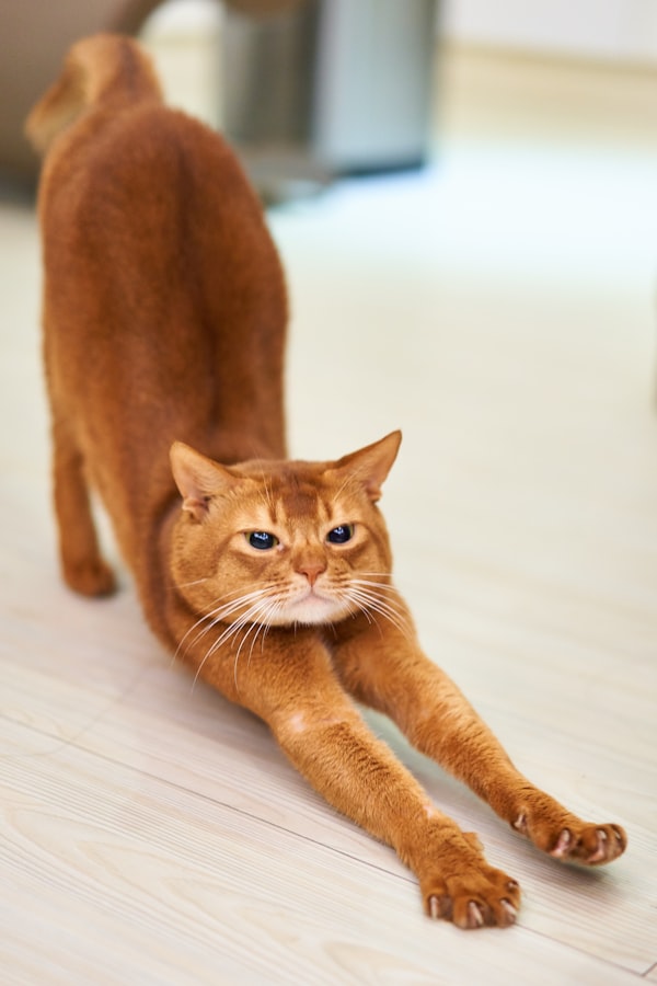 터키시 반
